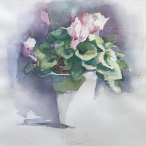 Cyclamen